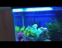 Fish swims up and down aquarium tank 