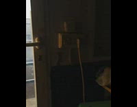 Girl paw print black shirt brown dog