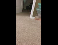 Collab PLC - Brown kitten cat plays fetch yellow ball