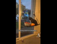 Cat sitting waits for trick or treaters