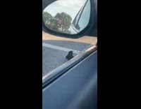 Black crow bird parking lot bad omen 