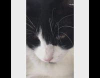 Black white cat celine models watercolor painting