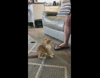 Orange cat bang trick falls over 