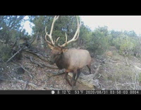 Security camera catches large arizona bull elk