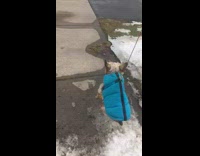 blue vest dog lifted