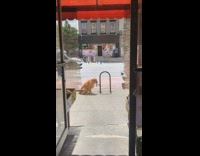 Collab winy - Golden retriever dog leash around bike rack 