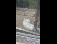 Cats directed to open locked door 