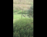 Brown bird sits swings laundry clothesline grass