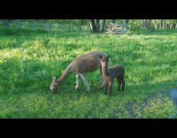 Collab DailyDoseOfInternet - Mother and son alpaca eat grass backyard