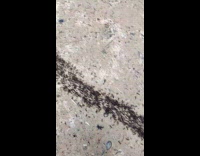 Submitter shows trail of ants in forest 