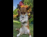 Dog sits upright and eats puppicino