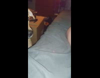 Dog whining and confused of laser pointer