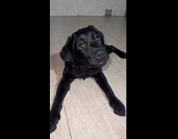 Dog confused tilting head to sound 
