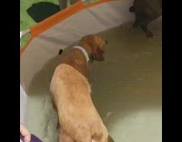 Collab Pets For All - Brown dog purple leash orange plastic pool 