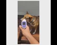 Brown white dog purple digital thermometer 