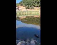 Submitter shows king snake swims on pond