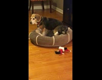 Beagle sits on smaller dog on bed