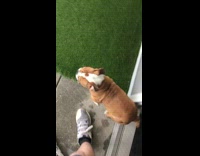 brown dog avoids snow runs back