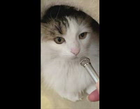 Girl asks cat how its feeling today