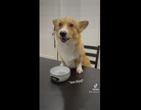 Guy serving his corgi dog 