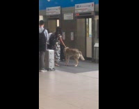 Collab Subway Creatures - Woman waiting or elevator with pet wolf 