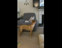 Brown dog watch DDOI video on TV part 1