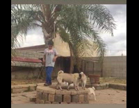 Kid with dogs plays at fire pit