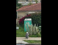 Woman photo shoot cactus near porta potty