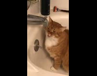 Orange cat bathtub licking water drip