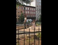 Guy tapes other guy to lamppost 