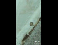 Ratchet apartment mushroom grow in wall