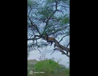 Lioness lays on tree branch 
