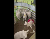 Kid Excitedly Plays with Lambs in Pen