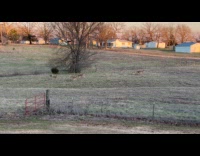 Herd of deer run on grass field