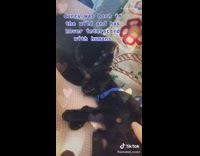 Foster cat named Johhny Cash and Curry