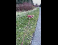 Brown dog wearing red shirt walks grass