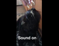 MUSIC - owner dropping snacks or treats on top of black dog