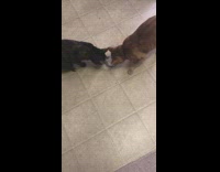 Two cats pull fight over catnip bowl