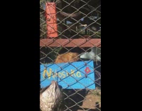 Brown monkey holds hand chain link fence 