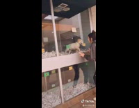 Black adidas pants golden retriever pet shop