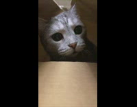 Cat hides inside Christmas tree box 