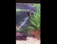 Guy make noise while fish eat algae