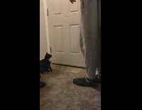 Collab BitchMP - Owners leave cat meows at phone