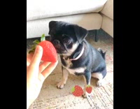 Black brown pug dog sniffs strawberry 