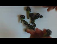 Indian berries produce purple ink when squeezed