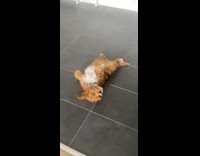 Small brown white puppy sleeps on back 