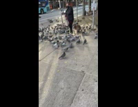 The pigeon whisperer on the sidewalk gathering his army