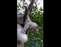 Gray cat on tree try to reach camera