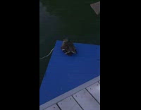Duck sit on blue platform on water