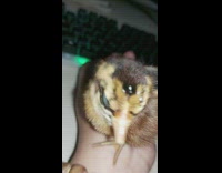 Small yellow bird sits on pet owners hand 